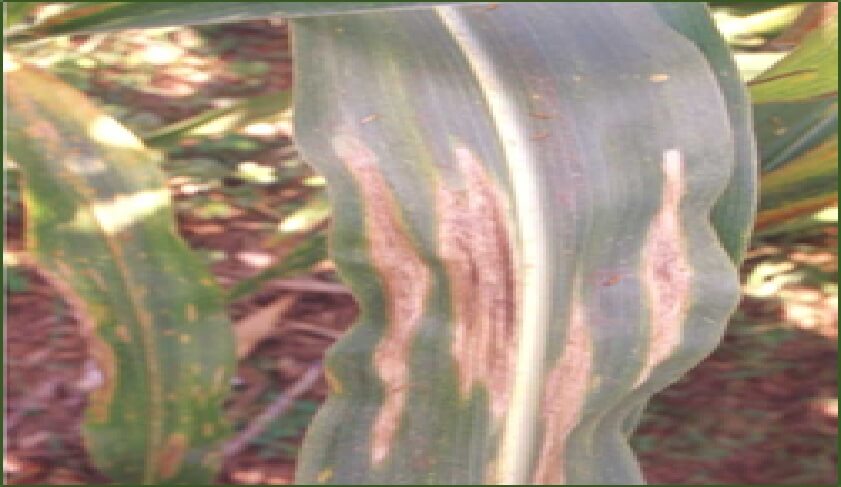 Manejo de Resistencia Genética a Enfermedades Parte II: Los Casos de