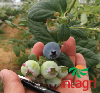 El Cultivo de Arándano o Blueberry