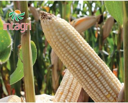 Experto mundial en producción de maíz de alto rendimiento dio a conocer los 24 pasos para el éxito