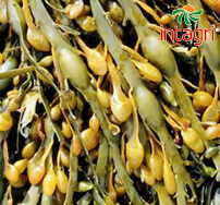 Uso de Extractos de Algas (Ascophyllum nodosum) como bioestimulantes en Agricultura