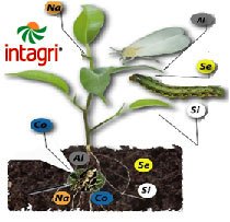 Los Elementos Benéficos para las Plantas