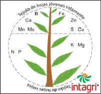 Guía Práctica para la Identificación de Deficiencias Parte III