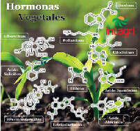 Las Hormonas Vegetales en las Plantas