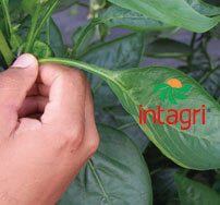 Fuentes Orgánicas de N-P-K para la Nutrición de los Cultivos