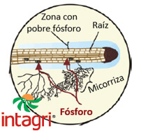 Uso Eficiente del Fósforo en la Agricultura