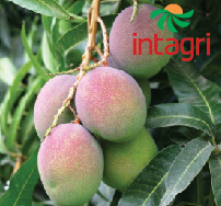 Bioestimulación del Amarre y Desarrollo de Fruto de Papaya y Mango
