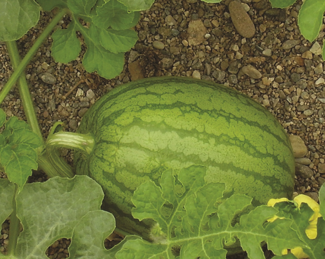 Uso de Fitorreguladores para Promover  Fructificación en Tomate y Sandía