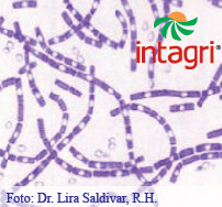 Uso de Biofertilizantes en la Agricultura Ecológica