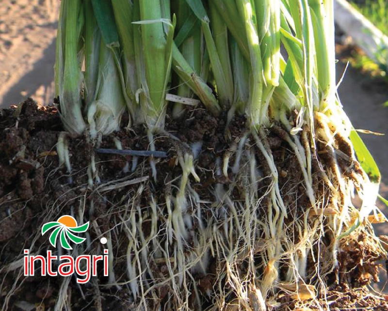 El Ambiente Rizosférico, el Mundo Oculto de la Productividad Agrícola