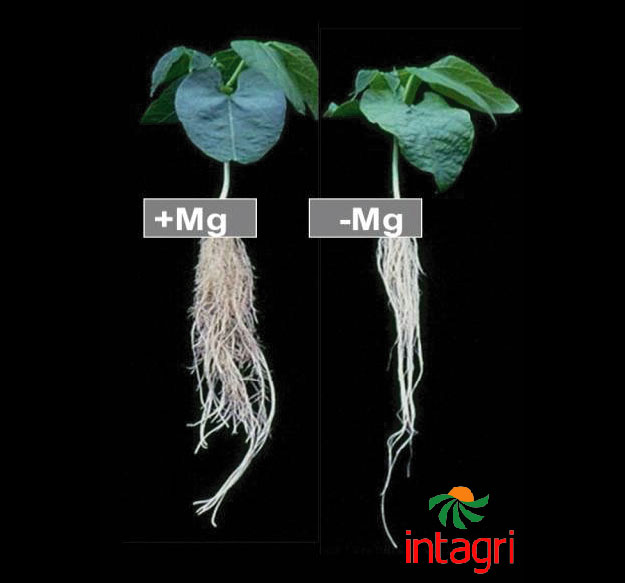 El Magnesio en el Suelo y su Efecto en las Raíces