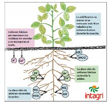 Estrategias para reducir la acidificación de suelos