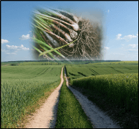La Rizósfera de los Cultivos: la Clave Oculta para el Rendimiento Sostenible de la Agricultura