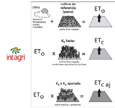 La Evapotranspiración de los Cultivos