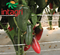 Criterios para Seleccionar la Cinta de Riego por Goteo para el Cultivo de Chiles