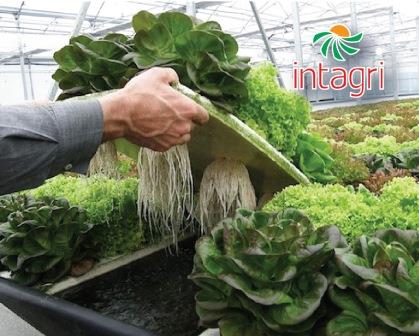 Experto en Cultivos hidropónicos Capacita en el Manejo del Riego y Nutrición Vegetal