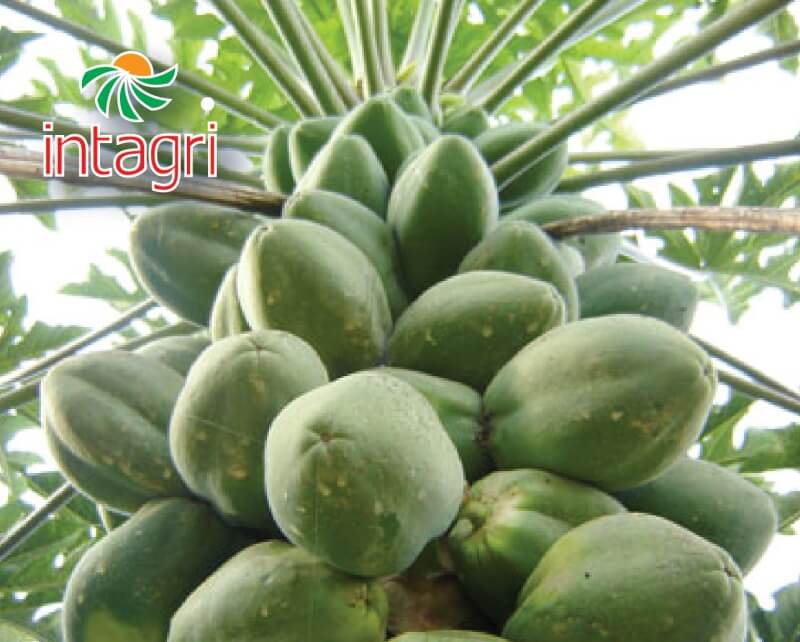 Riego y Nutrición de la Papaya