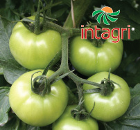 La Calidad e Inocuidad en el Cultivo de Tomate