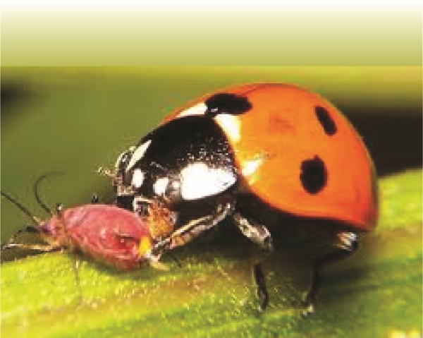 Control Biológico de Ácaros en Horticultura Protegida