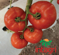 Soluciones Nutritivas para el Cultivo de Tomate
