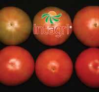 El Cultivo de Tomate