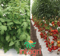 Crecimiento Vegetativo y Crecimiento Generativo en Tomate