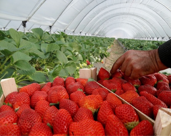 Produccion de Fresas en Macrotúneles