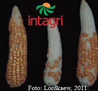 Deficiencia de Boro en el Cultivo de Maíz