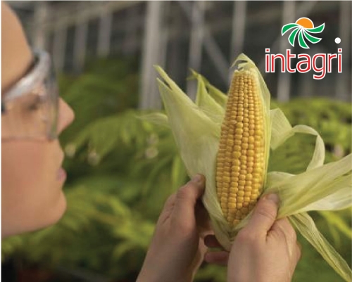 Tecnología Para Mejorar la Eficiencia del uso de Nitrógeno en el Cultivo de Maíz
