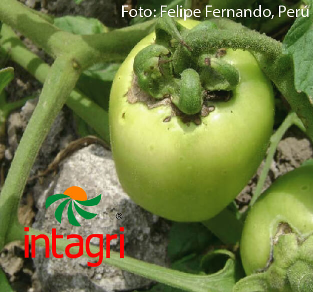 La Negrita del Tomate (Prodiplosis longifila)