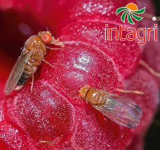 La Mosca del Vinagre de Alas Manchadas (Drosophila suzukii) en Berries