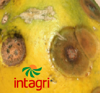Manejo de la Antracnosis (Colletotrichum gloeosporioides) en el Cultivo de Papaya