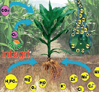 El Rol de los Nutrientes en la Resistencia a Enfermedades de las Plantas
