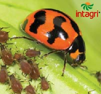 Actualidad y Perspectiva en el Manejo Integrado de Insectos Plaga en Hortalizas en los Trópicos