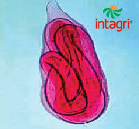 Control de Nematodos desde una Perspectiva Integral