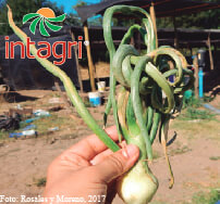 Virus del Enanismo Amarillo de la Cebolla