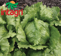 Manejo en la Pudrición Blanca en el Cultivo de Lechuga