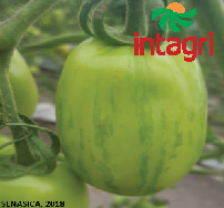 El virus rugoso del tomate (Tomato Brown Rugose Fruit Virus “ToBRFV”)