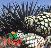 Control de Malezas en Agave Azul