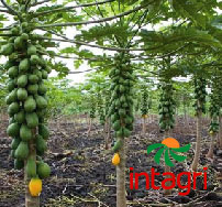 Selección y Preparación de Terreno para el Cultivo de Papaya
