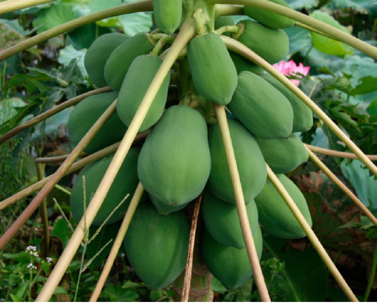 Detección de Niveles Críticos en la Nutrición de la Papaya