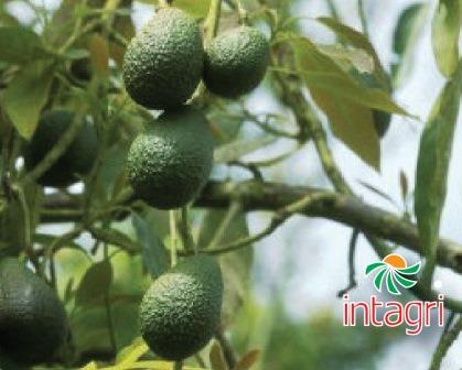 Concentración de Nutrientes en Plantas de Aguacate, una Herramienta de Diagnóstico