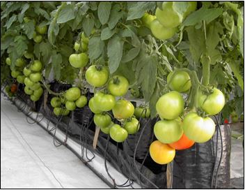 La Horticultura Protegida en México; Fracasos, Desafíos y Éxitos