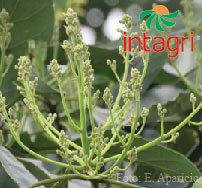 Manejo de la Floración en el Cultivo de Aguacate