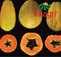Biología y Ecofisiología del Cultivo de Papaya