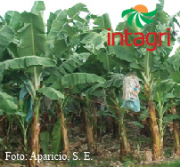 Fisiología de la Producción del Cultivo de Banano en el Trópico