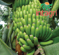 Manejo Seguro, Eficiente y Sostenible de la Sanidad del Cultivo de Banano