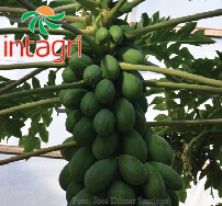 Innovaciones en el Cultivo de  Papaya para una Alta Producción