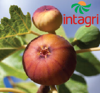 Deficiencia de Macronutrimentos en Higuera  (Ficus carica L.): Síntomas Visuales,  Crecimiento Vegetativo y Contenido Mineral