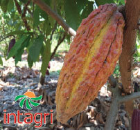 Cultivo de Cacao en México