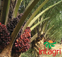Cultivo de Palma Africana o de Aceite